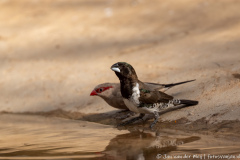 Gewoon ekstertje (bronze mannikin)