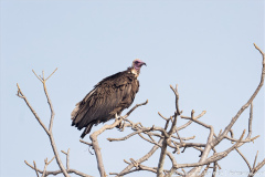 website-DSC_4585.NEF-12-nr