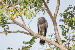 website-DSC_4738.NEF-12-nr