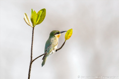 website-DSC_5045.NEF-12-nr