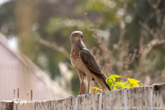 website-DSC_5893.NEF-12-nr