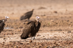 website-DSC_6543.NEF-12-nr