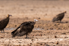 website-DSC_6604.NEF-12-nr