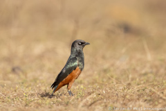 Roodbuikglansspreeuw