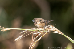 Gewoon ekstertje (bronze mannikin)