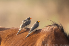 Geelsnavel ossenpikker