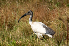 Afrikaanse heilige ibis