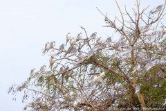 Afrikaanse zwaluwstaartwouw