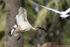 Afrikaanse heilige ibis