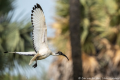 Afrikaanse heilige ibis