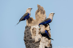 Blauwbuikscharrelaar