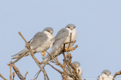 Afrikaanse zwaluwstaartwouw