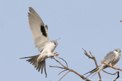 Afrikaanse zwaluwstaartwouw