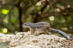 Gestreepte grondeekhoorn