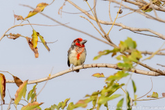 website-DSC_9414-nr-2-nr