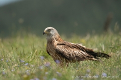 Rode Wouw