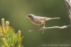 Westerse Baardgrasmus