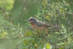 Westerse Baardgrasmus