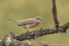 Westerse Baardgrasmus