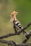 Hop