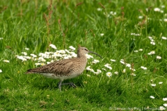 Whimbrel