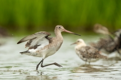 Pink Godwit