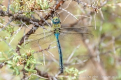 Large emperor dragonfly
