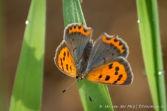 Kleine Vuurvlinder, Het Oerd Ameland
