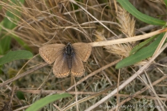 Bruin blauwtje, Ameland Het Oerd