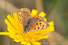 Kleine Vuurvlinder