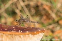Bruinrode Heidelibel,  Naardermeer