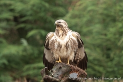 Buizerd