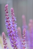 Tuin