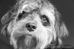 Huisdier (Lou)