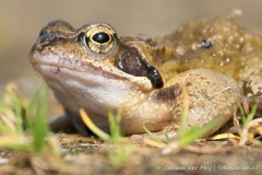 Groene kikker, Oostvaardersplassen