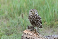 Little Owl (Athene vidalii)