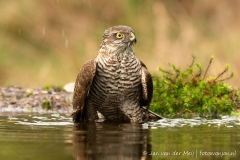 Sparrowhawk (Eurasian Sparrowhawk, Accipiter nisus) - Netherlands (Sallandse Heuvelrug)