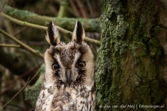 Long-eared owl (Asio Otus)