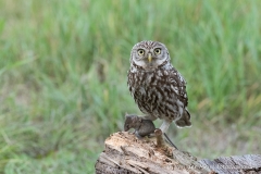 Steenuil (Little Owl, Athene vidalii)