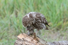 Steenuil (Little Owl, Athene vidalii)