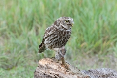 Little Owl (Athene vidalii)