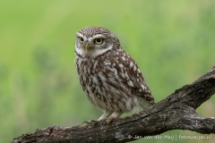 Steenuil (Little Owl, Athene vidalii)