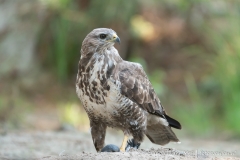 Buizerd