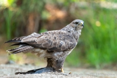 Buizerd
