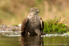 Sperwer (Eurasian Sparrowhawk, Accipiter nisus) - Nederland (Sallandse Heuvelrug)