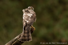 Sperwer (Eurasian Sparrowhawk, Accipiter nisus) - Nederland (Sallandse Heuvelrug)