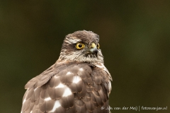 Sperwer (Eurasian Sparrowhawk, Accipiter nisus) - Nederland (Sallandse Heuvelrug)
