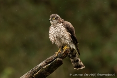 Sperwer (Eurasian Sparrowhawk, Accipiter nisus) - Nederland (Sallandse Heuvelrug)