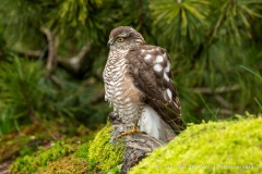 Sperwer (Eurasian Sparrowhawk, Accipiter nisus) - Nederland (Sallandse Heuvelrug)