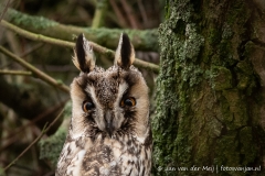 Ransuil (Long-eared owl, Asio Otus)